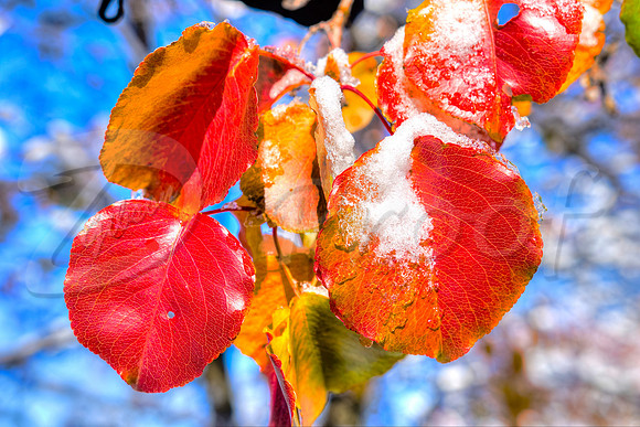 Fall Snow 1