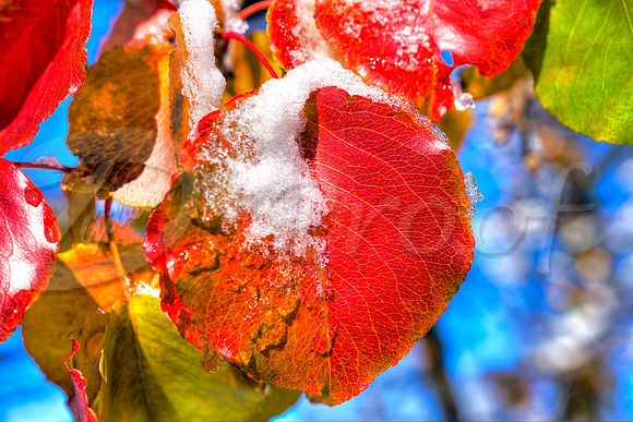 Fall Snow 3