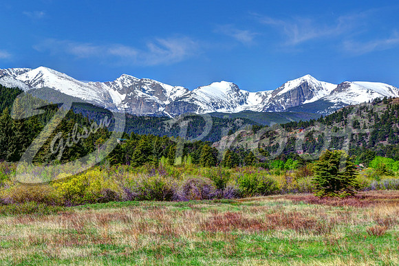 Colorado Meadow
