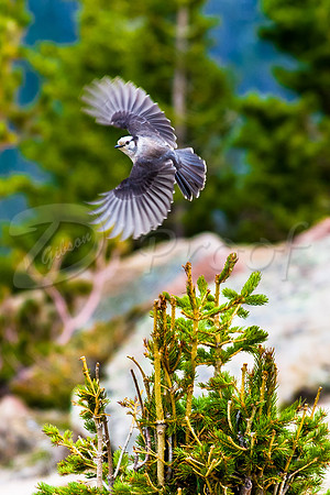 Grey Jay