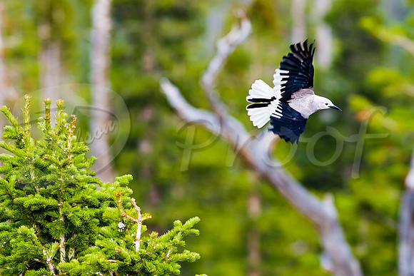 Clark's nutcracker