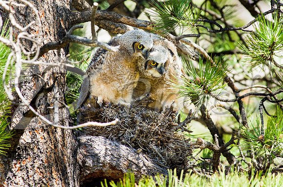 Great Horned Owlets 1