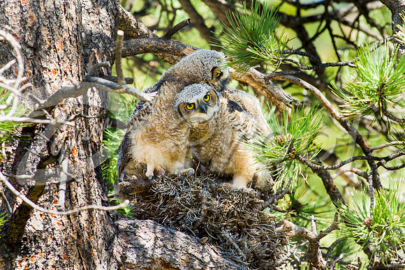Great Horned Owlets 2