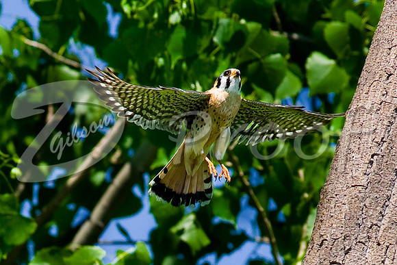 American Kestrel 1
