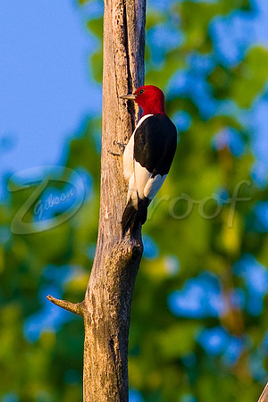Red Headed Woodpecker