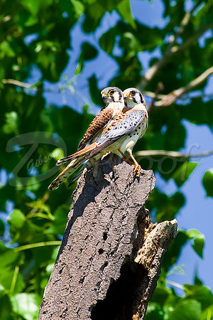 American Kestrels 2
