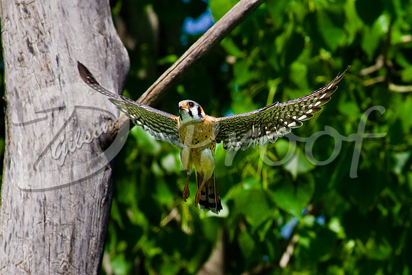 American Kestrel 3