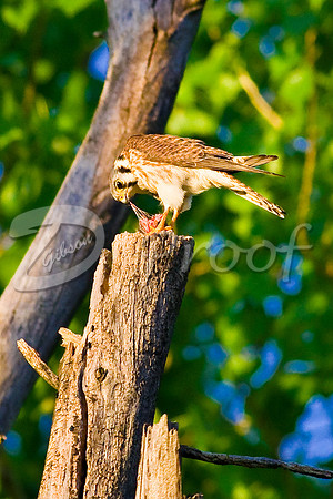 American Kestrel Eating