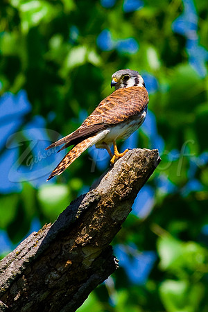 American Kestrel 4