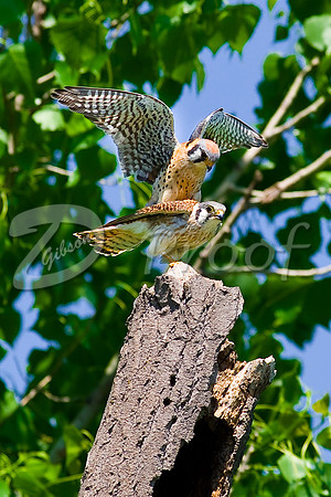 American Kestrels Procreating
