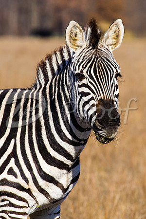 Richmond Zebra