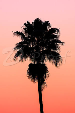Florida Sunset Palm