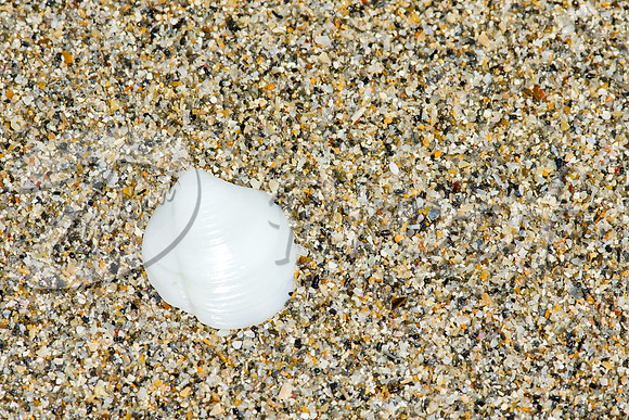Beach Shell